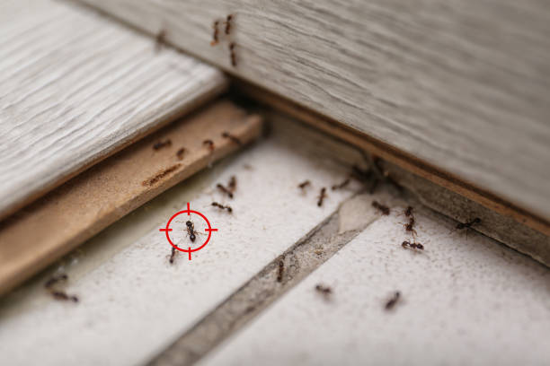 Best Ant Control Services  in Aromas, CA