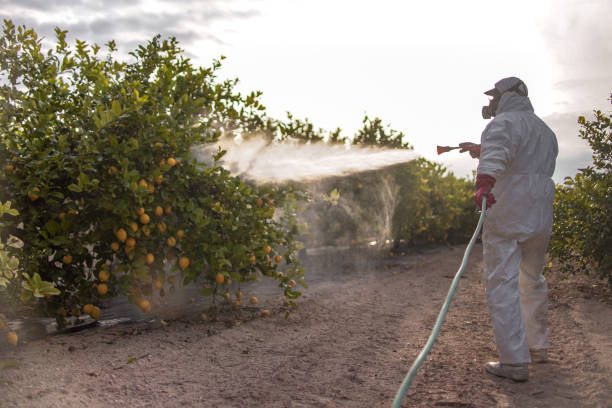 Best Bed Bug Extermination  in Aromas, CA